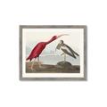 Picture of Vintage Scarlet Ibis Bird _GroupedProduct_Rectangle_Landscape_Framed_Matted_
