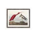 Picture of Vintage Scarlet Ibis Bird _GroupedProduct_Rectangle_Landscape_Framed_Matted_