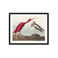 Picture of Vintage Scarlet Ibis Bird _GroupedProduct_Rectangle_Landscape_Framed_Matted_