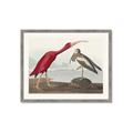 Picture of Vintage Scarlet Ibis Bird _GroupedProduct_Rectangle_Landscape_Framed_Matted_