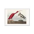Picture of Vintage Scarlet Ibis Bird _GroupedProduct_Rectangle_Landscape_Framed_Matted_