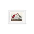 Picture of Vintage Scarlet Ibis Bird _GroupedProduct_Rectangle_Landscape_Framed_Matted_