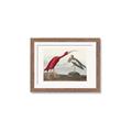 Picture of Vintage Scarlet Ibis Bird _GroupedProduct_Rectangle_Landscape_Framed_Matted_