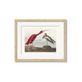 Picture of Vintage Scarlet Ibis Bird _GroupedProduct_Rectangle_Landscape_Framed_Matted_