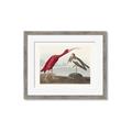 Picture of Vintage Scarlet Ibis Bird _GroupedProduct_Rectangle_Landscape_Framed_Matted_