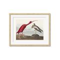 Picture of Vintage Scarlet Ibis Bird _GroupedProduct_Rectangle_Landscape_Framed_Matted_