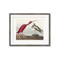 Picture of Vintage Scarlet Ibis Bird _GroupedProduct_Rectangle_Landscape_Framed_Matted_