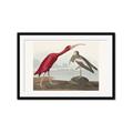 Picture of Vintage Scarlet Ibis Bird _GroupedProduct_Rectangle_Landscape_Framed_Matted_