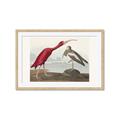 Picture of Vintage Scarlet Ibis Bird _GroupedProduct_Rectangle_Landscape_Framed_Matted_