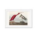 Picture of Vintage Scarlet Ibis Bird _GroupedProduct_Rectangle_Landscape_Framed_Matted_