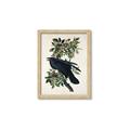 Picture of Raven From Birds of America (1827) _GroupedProduct_Rectangle_Portrait_Framed_Matted_