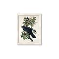 Picture of Raven From Birds of America (1827) _GroupedProduct_Rectangle_Portrait_Framed_Matted_