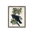 Picture of Raven From Birds of America (1827) _GroupedProduct_Rectangle_Portrait_Framed_Matted_