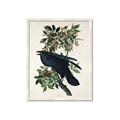 Picture of Raven From Birds of America (1827) _GroupedProduct_Rectangle_Portrait_Framed_Matted_