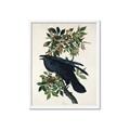 Picture of Raven From Birds of America (1827) _GroupedProduct_Rectangle_Portrait_Framed_Matted_