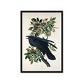 Picture of Raven From Birds of America (1827) _GroupedProduct_Rectangle_Portrait_Framed_Matted_