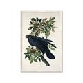 Picture of Raven From Birds of America (1827) _GroupedProduct_Rectangle_Portrait_Framed_Matted_