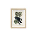 Picture of Raven From Birds of America (1827) _GroupedProduct_Rectangle_Portrait_Framed_Matted_