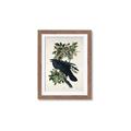 Picture of Raven From Birds of America (1827) _GroupedProduct_Rectangle_Portrait_Framed_Matted_