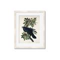 Picture of Raven From Birds of America (1827) _GroupedProduct_Rectangle_Portrait_Framed_Matted_