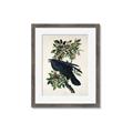 Picture of Raven From Birds of America (1827) _GroupedProduct_Rectangle_Portrait_Framed_Matted_