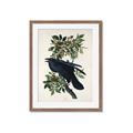Picture of Raven From Birds of America (1827) _GroupedProduct_Rectangle_Portrait_Framed_Matted_