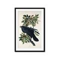 Picture of Raven From Birds of America (1827) _GroupedProduct_Rectangle_Portrait_Framed_Matted_