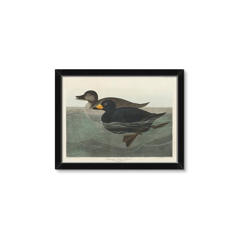 Picture of Vintage Scoter Duck _GroupedProduct_Rectangle_Landscape_Framed_Matted_