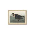 Picture of Vintage Scoter Duck _GroupedProduct_Rectangle_Landscape_Framed_Matted_