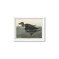 Picture of Vintage Scoter Duck _GroupedProduct_Rectangle_Landscape_Framed_Matted_