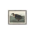Picture of Vintage Scoter Duck _GroupedProduct_Rectangle_Landscape_Framed_Matted_