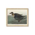 Picture of Vintage Scoter Duck _GroupedProduct_Rectangle_Landscape_Framed_Matted_