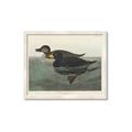 Picture of Vintage Scoter Duck _GroupedProduct_Rectangle_Landscape_Framed_Matted_
