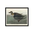 Picture of Vintage Scoter Duck _GroupedProduct_Rectangle_Landscape_Framed_Matted_