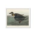 Picture of Vintage Scoter Duck _GroupedProduct_Rectangle_Landscape_Framed_Matted_