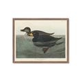 Picture of Vintage Scoter Duck _GroupedProduct_Rectangle_Landscape_Framed_Matted_