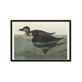 Picture of Vintage Scoter Duck _GroupedProduct_Rectangle_Landscape_Framed_Matted_