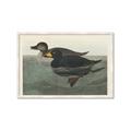 Picture of Vintage Scoter Duck _GroupedProduct_Rectangle_Landscape_Framed_Matted_