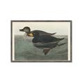 Picture of Vintage Scoter Duck _GroupedProduct_Rectangle_Landscape_Framed_Matted_