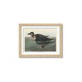 Picture of Vintage Scoter Duck _GroupedProduct_Rectangle_Landscape_Framed_Matted_