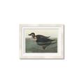 Picture of Vintage Scoter Duck _GroupedProduct_Rectangle_Landscape_Framed_Matted_