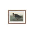 Picture of Vintage Scoter Duck _GroupedProduct_Rectangle_Landscape_Framed_Matted_