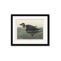 Picture of Vintage Scoter Duck _GroupedProduct_Rectangle_Landscape_Framed_Matted_
