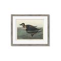 Picture of Vintage Scoter Duck _GroupedProduct_Rectangle_Landscape_Framed_Matted_