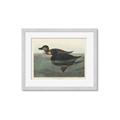 Picture of Vintage Scoter Duck _GroupedProduct_Rectangle_Landscape_Framed_Matted_