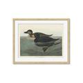 Picture of Vintage Scoter Duck _GroupedProduct_Rectangle_Landscape_Framed_Matted_