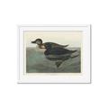 Picture of Vintage Scoter Duck _GroupedProduct_Rectangle_Landscape_Framed_Matted_