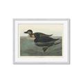 Picture of Vintage Scoter Duck _GroupedProduct_Rectangle_Landscape_Framed_Matted_