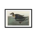 Picture of Vintage Scoter Duck _GroupedProduct_Rectangle_Landscape_Framed_Matted_