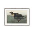 Picture of Vintage Scoter Duck _GroupedProduct_Rectangle_Landscape_Framed_Matted_